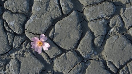 Bilde av en rosa liten blomst som har vokst seg opp og gjennom stein.