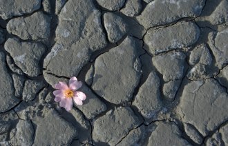 Bilde av en rosa liten blomst som har vokst seg opp og gjennom stein.