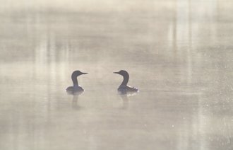 Et symbolsk bilde av to svaner på på vannet. Det er disig, omgivelsene er grå og de ser mot hverandre.