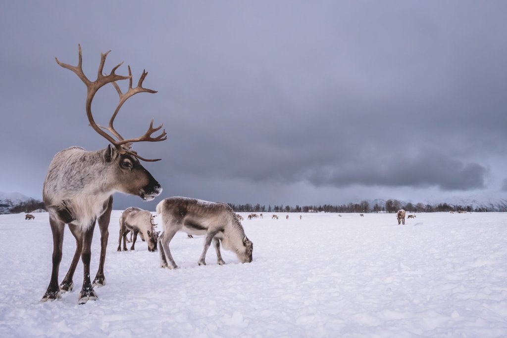 Reinsdyr på vinterbeite