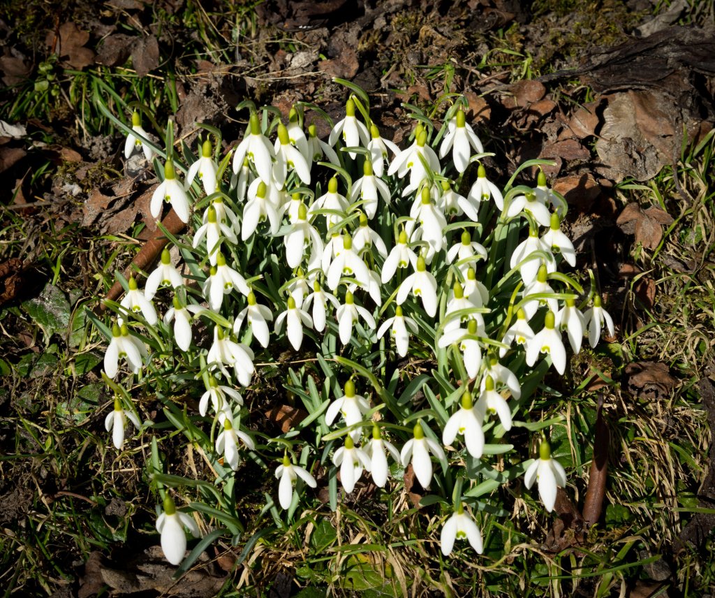 bildet viser snøklokker