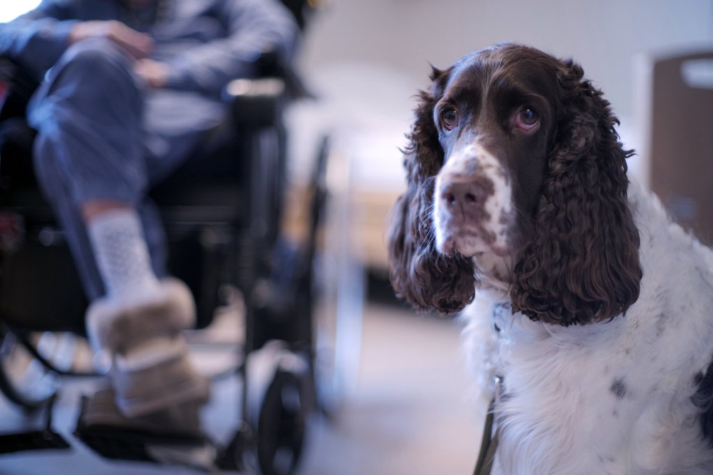 Bildet viser en terapihund sammen med en sykehjemsbeboer