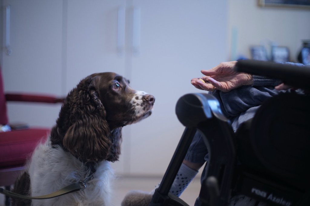 Bildet viser en terapihund som har nærkontakt med en beboer på sykehjem