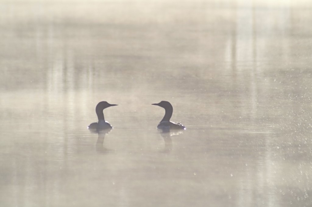 Et symbolsk bilde av to svaner på på vannet. Det er disig, omgivelsene er grå og de ser mot hverandre.