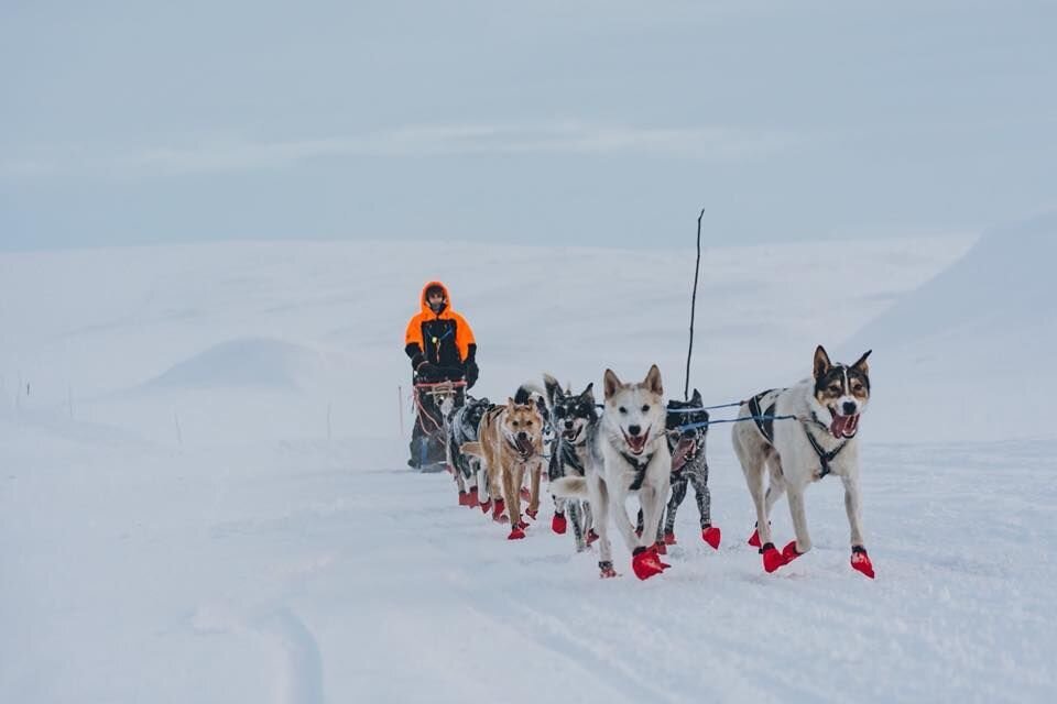 Birgitte Næss kjører hundespann Finnmarksløpet 2018