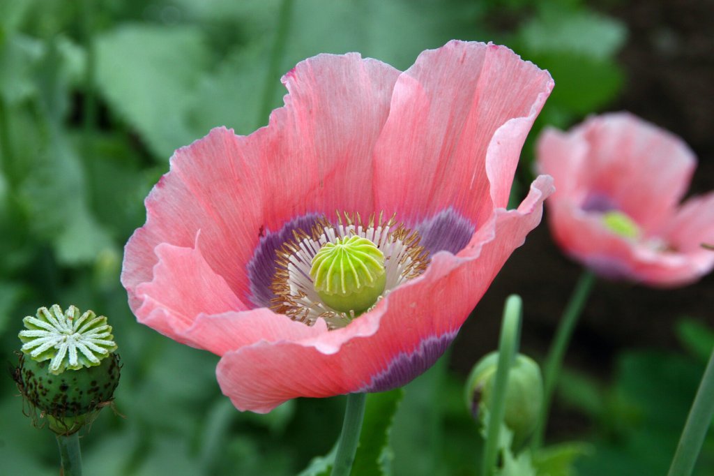 Bildet viser en valmue av arten Papaver somniferum