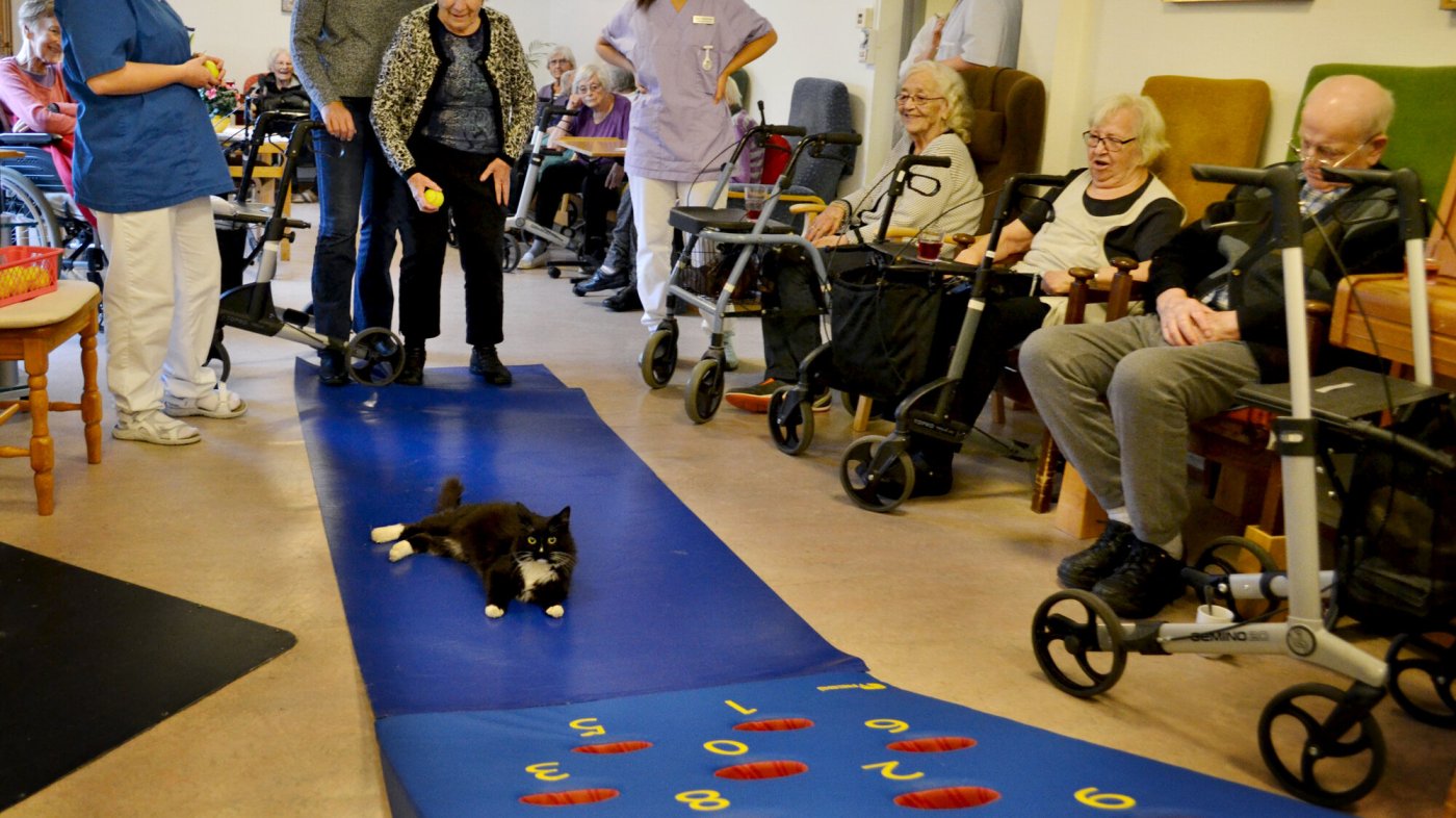 Eldre spiller casinoball. En katt har lagt seg i veien. 